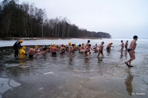 Morsy kapiące się w lodowatej wodzie